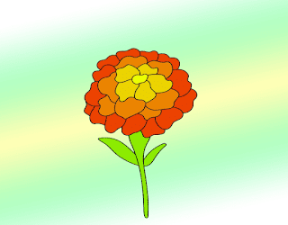 Marigold Drawing