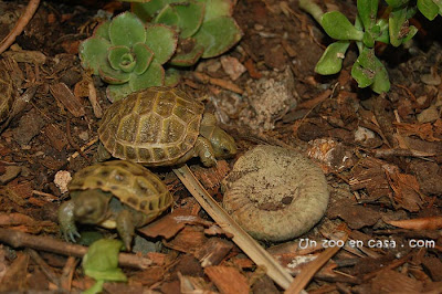 Tortugas rusas en la zona caliente del terrario