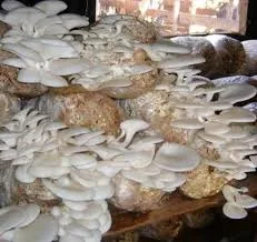 Mushroom Spawn Supplier In Kochi
