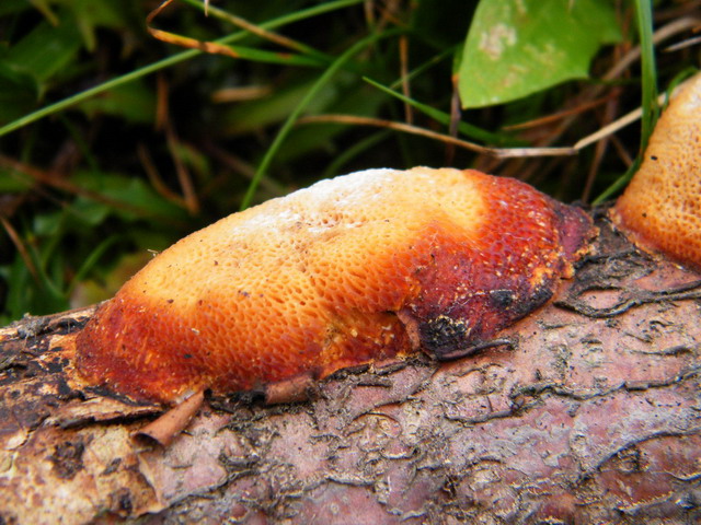 Rigidoporus sanguinolentus