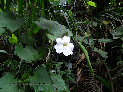 Bengal trumpet, Thunbergia grandiflora