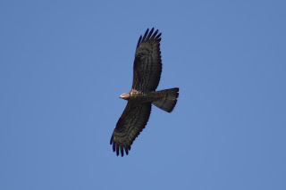 Adult Female Honey Buzzard