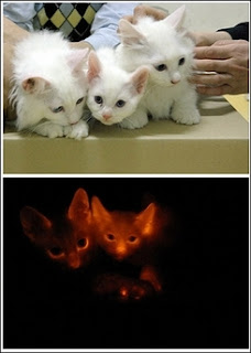 Seriously.  These cats glow in the dark.