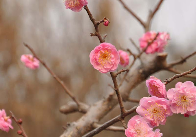 Plum Flowers