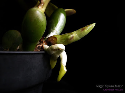 Orquídea Laelia