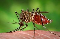 Campaña para erradicar el dengue del C.A.I.E.