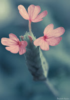 tiny pink flowers