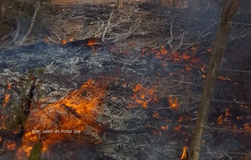 Incêndio atinge mata na comunidade de Lajes, interior de Juazeiro, BA [vídeo]