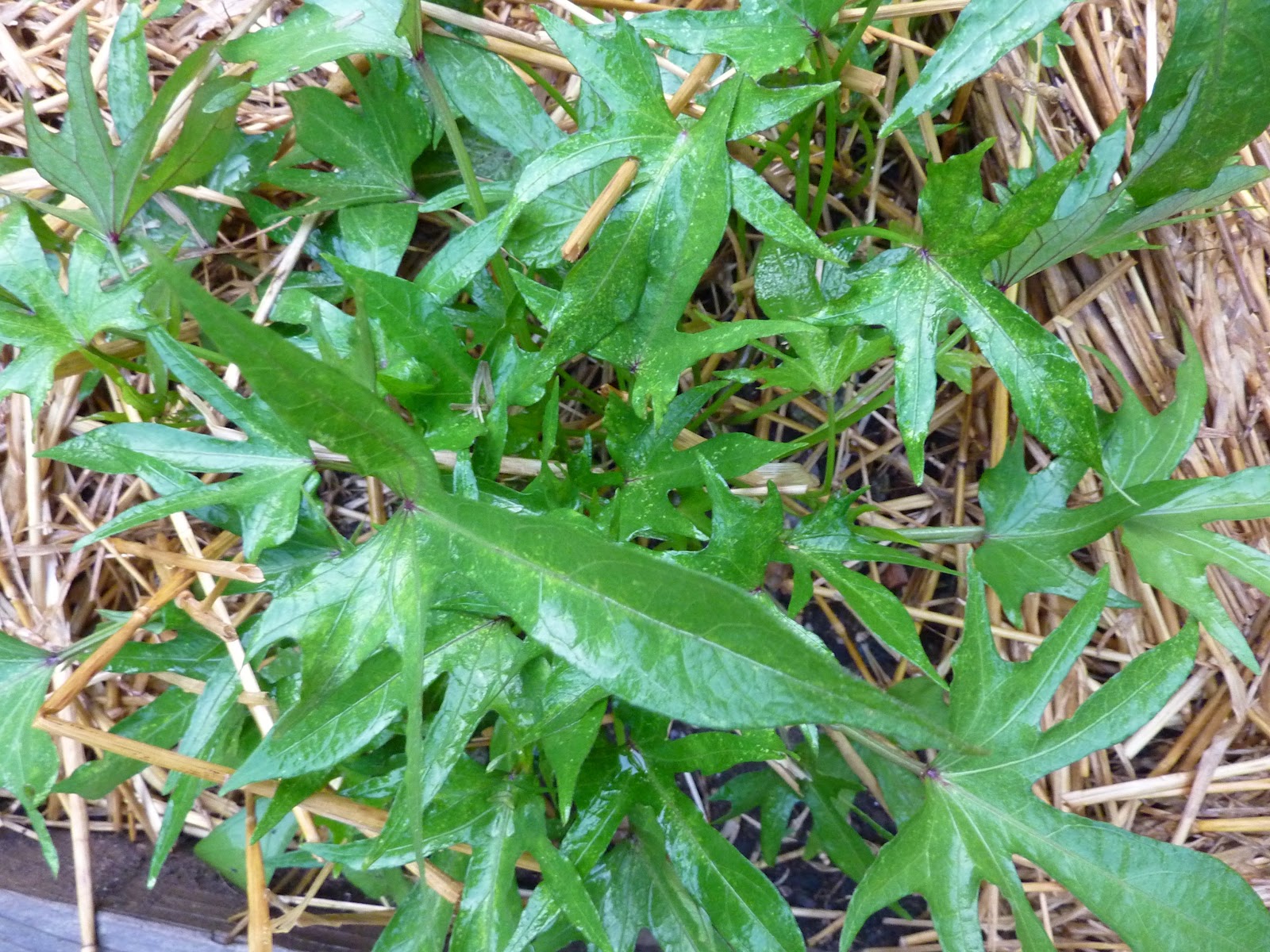 Ginseng Growing