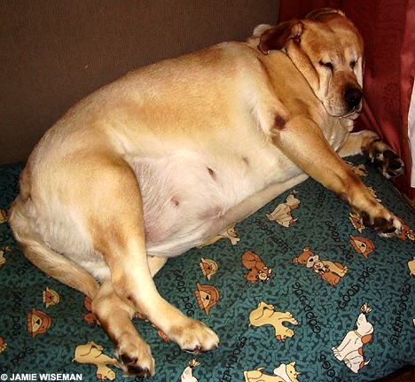 fat dog loses weight