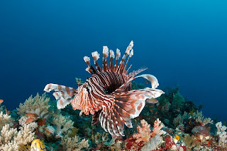 Amazing Underwater Photography Giambattista Isabella
