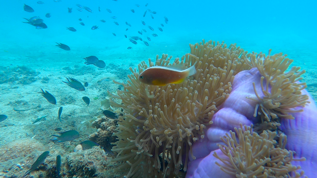 Underwater Beauty of Tanjung Putus Lampung, Indonesia