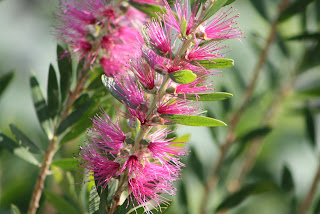 Pink Bottlebrush