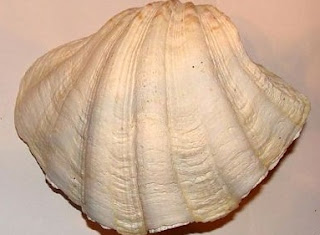 Moluska bantu-membantu berasal dari bahasa latin molluscus yang berarti lunak Daftar Terbaru Moluska Yang Dilindungi