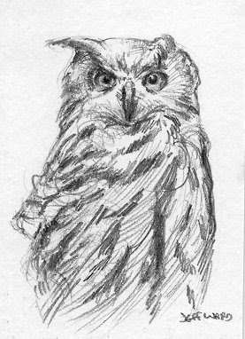 ACEO eagle-owl sketch