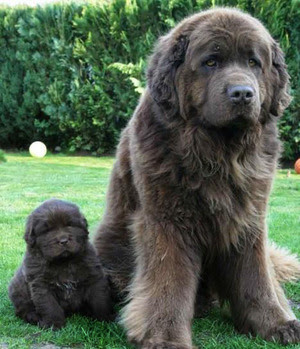 Gray Newfoundland Dog