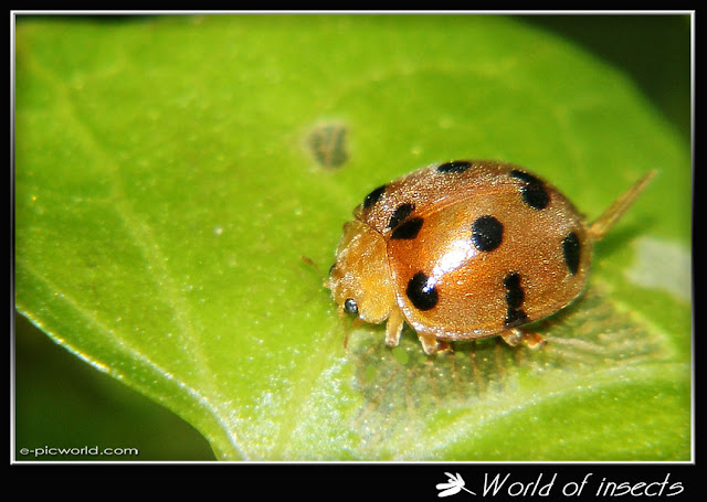 lady bug beetle picture