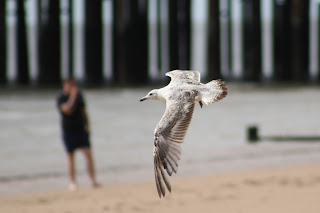 2nd cycle Herring Gull flying