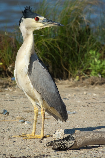 Black-crowned Night-Heron, Rollover Pass