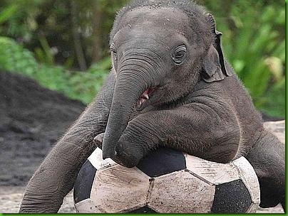 Baby Elephant Is Jumbo Footballer