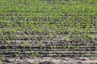 late June corn, no knee high by 4th of July