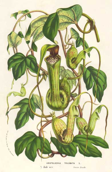 Aristoloquiaceas Plantukis