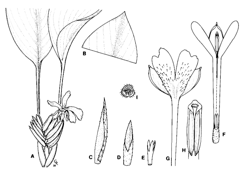 Дистихохламис лимонный (Distichochlamys citrea)