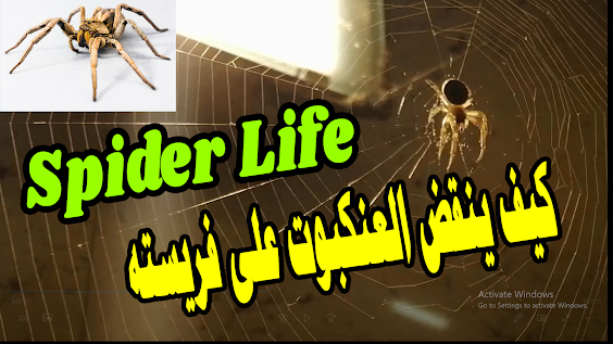 كيف ينقض العنكبوت على فريسته| Spider Life |Life Story العناكب 🕸