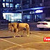 Covid-19: Russia lepaskan 500 ekor singa bagi pastikan semua duduk di rumah?
