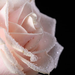 gambar bunga mawar cantik