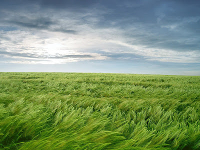 wallpaper green nature. wallpaper nature green.