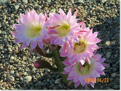 pink trichocereus