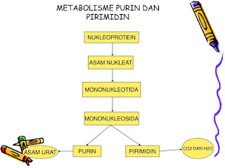 Materi Lengkap Metabolisme Asam Nukleat
