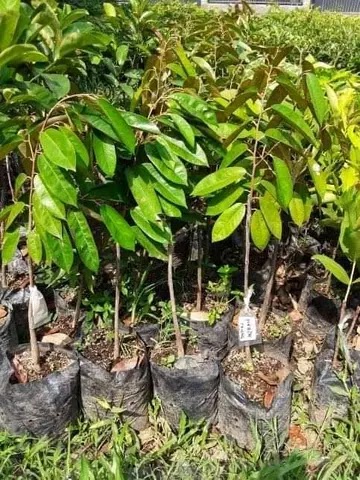 bibit durian merah terpopuler Jawa Barat