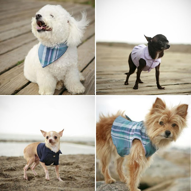 dogs in clothes