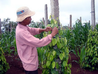 Trụ tiêu bê tông