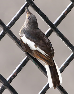"Oriental Magpie-Robin  - subadult, sitting of a fence."