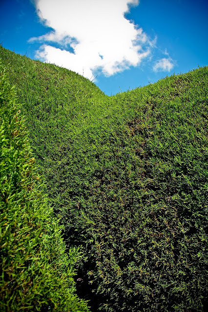 Pared del laberinto