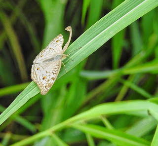 How to Photograph Butterflies