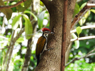 Common Flameback Woodpecker at Singapore Botanic Gardens