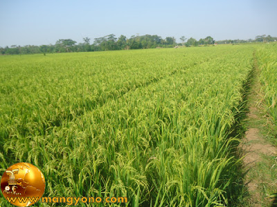 Ini foto padi di sawah admin...