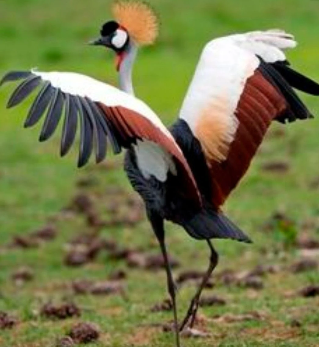 Crane zoo - The most beautiful bird pictures - The most beautiful bird pictures - NeotericIT.com