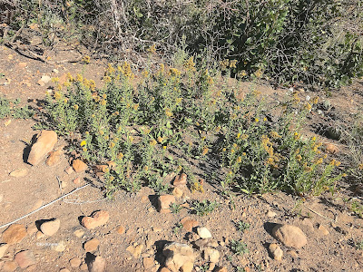 goldenrods, Solidago, in Colorado