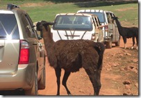 llama