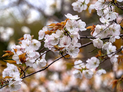 Yama-zakura (Cerasus jamasakura) flowers: Engaku-ji