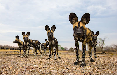 Perros salvajes en Africa