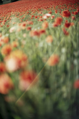 Poppies by Tim Irving