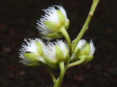 杜英的花