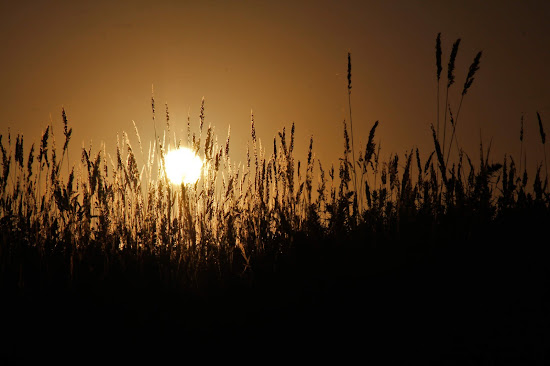 Ubuntu 11.04 community wallpapers