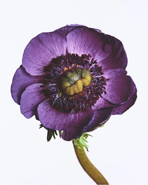 Irving Penn | Flowers 